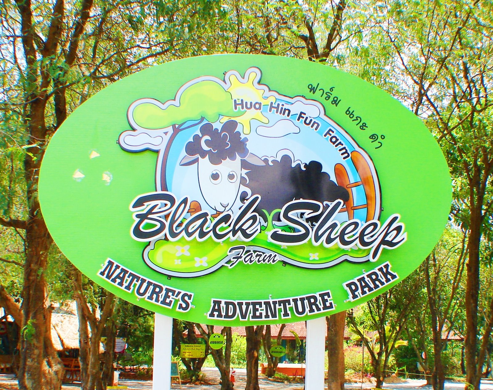 ฟาร มแกะดำห วห น Black Sheep Hua Hin Fun Farm